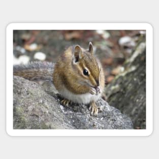 Chipmunk Sticker